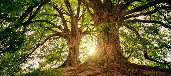 Zwei große alte Bäume durch die die Sonne durschaut - Bild von pixabay