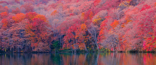 Herbstwald mit roten Blättern - Bild von pixabay