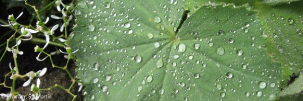 Grünes Blatt mit Wassertropfen