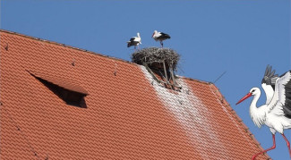 Storchennest auf dem Dach der Stadtkirche mit zwei Störchen 