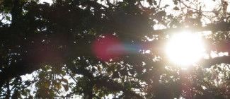 Baum und Sonne