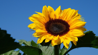 Sonnenblume vor blauem Himmel