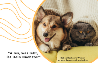 ein Hund und eine Katze schauen unter einer Decke hervor